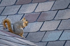 Can You Experience Roof Damage from Animals