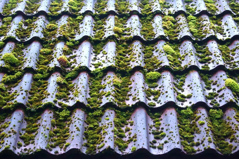 Moss on roof