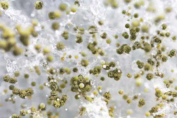 Attic Mold