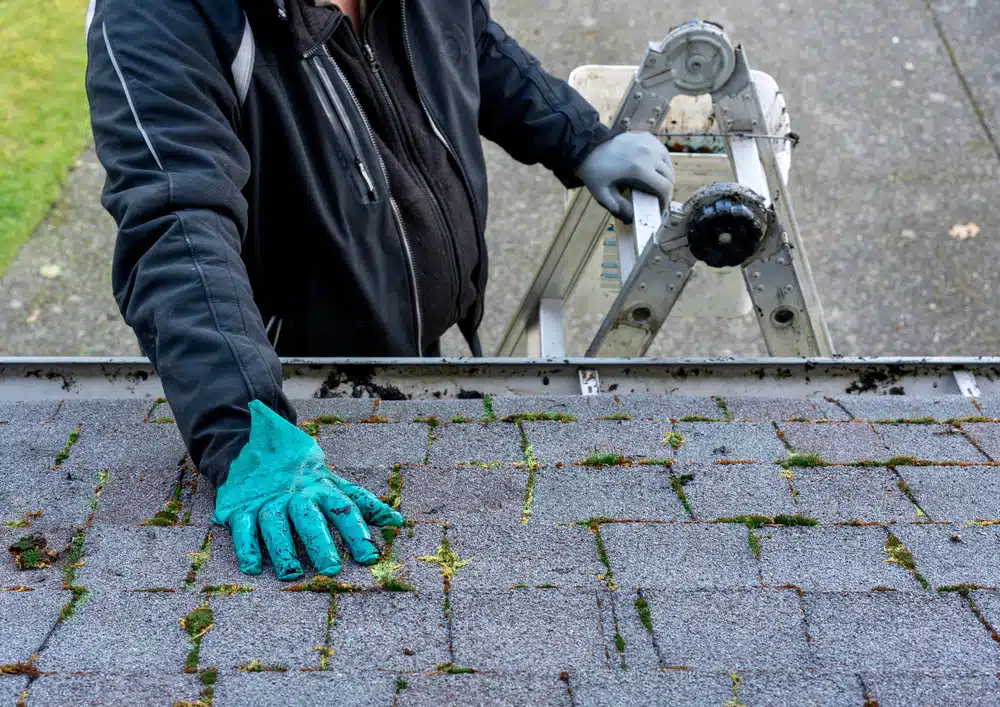spring roof care elements